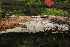 Peniophorella praetermissa