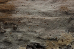 Peniophorella praetermissa