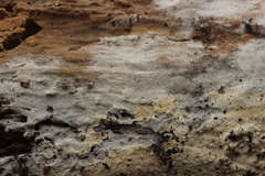 Peniophorella praetermissa