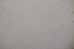 Peniophorella praetermissa