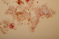 Peniophorella praetermissa