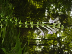 Scutellaria pekinensis
