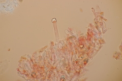 Peniophorella praetermissa