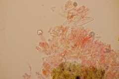 Peniophorella praetermissa