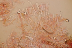 Peniophorella praetermissa