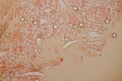 Peniophorella praetermissa