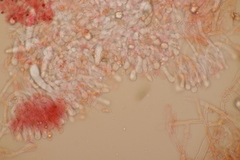 Peniophorella praetermissa