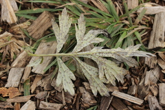 Puccinia tanaceti