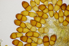 Puccinia tanaceti