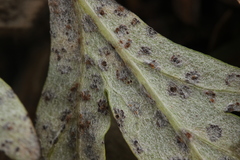 Puccinia tanaceti