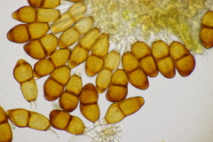 Puccinia tanaceti
