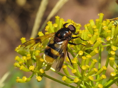 Volucella elegans