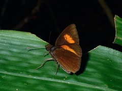 Koruthaialos rubecula