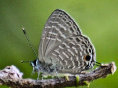 Nacaduba subperusia lysa