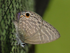 Nacaduba subperusia lysa