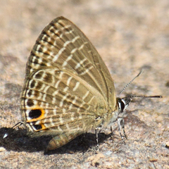 Nacaduba subperusia lysa
