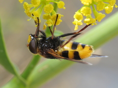 Volucella elegans