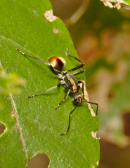 Polyrhachis brisbanensis