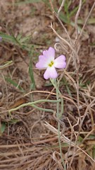 Malcolmia littorea