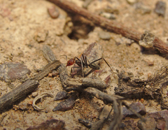 Iridomyrmex rubriceps