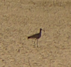 Numenius phaeopus