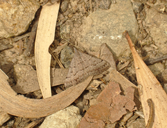Dichromodes usurpatrix