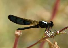 Aristocypha trifasciata