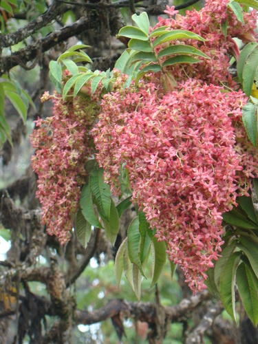 African Redwood