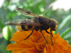 Volucella elegans
