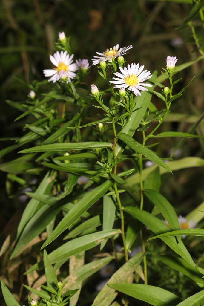 American asters from Pennington Flash, St Helens Road, Leigh, Wigan ...