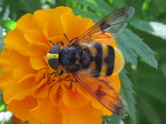Volucella elegans