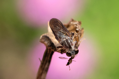 Heteropogon macerinus