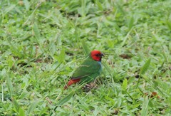 Erythrura pealii