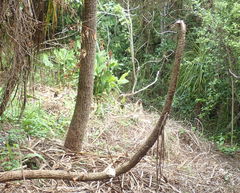 Hedychium gardnerianum