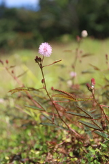 Mimosa pudica