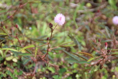 Mimosa pudica