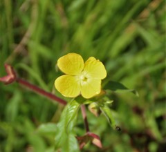Ludwigia
