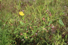 Ludwigia