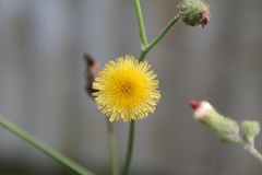 Sonchus
