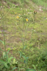 Sonchus