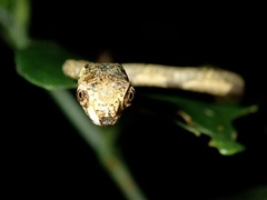 Aplopeltura boa