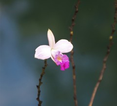 Arundina graminifolia