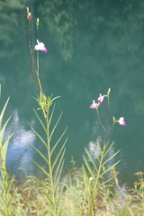 Arundina graminifolia