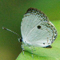 Neopithecops zalmora zalmora