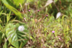 Sonchus
