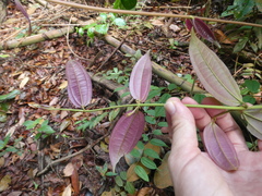 Dissochaeta viminalis