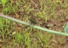 Orthetrum serapia