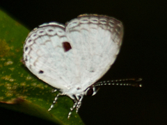 Neopithecops zalmora zalmora