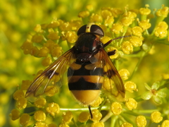 Volucella elegans