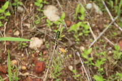 Orthetrum serapia